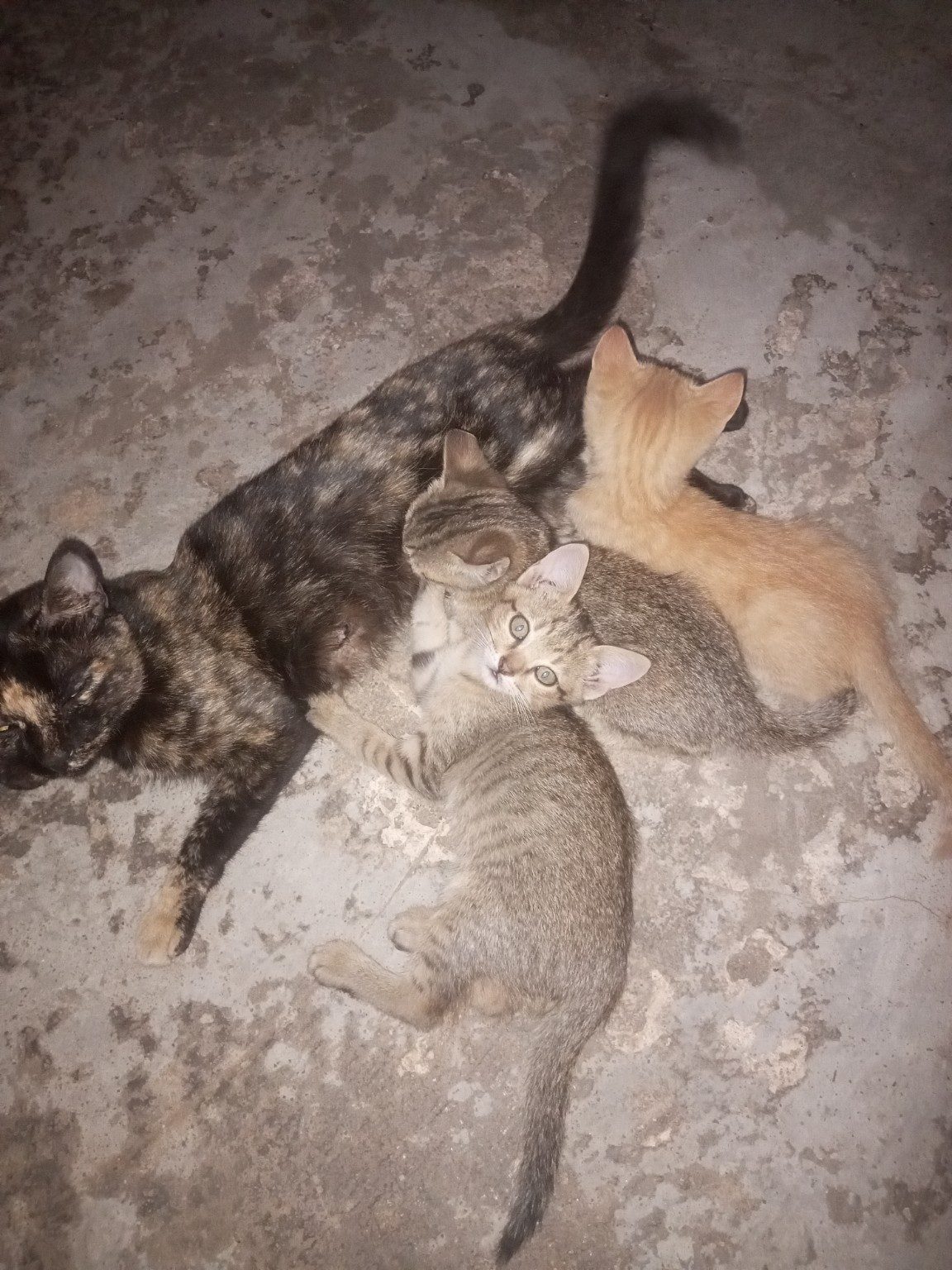 Cats at Pristinetech Farms