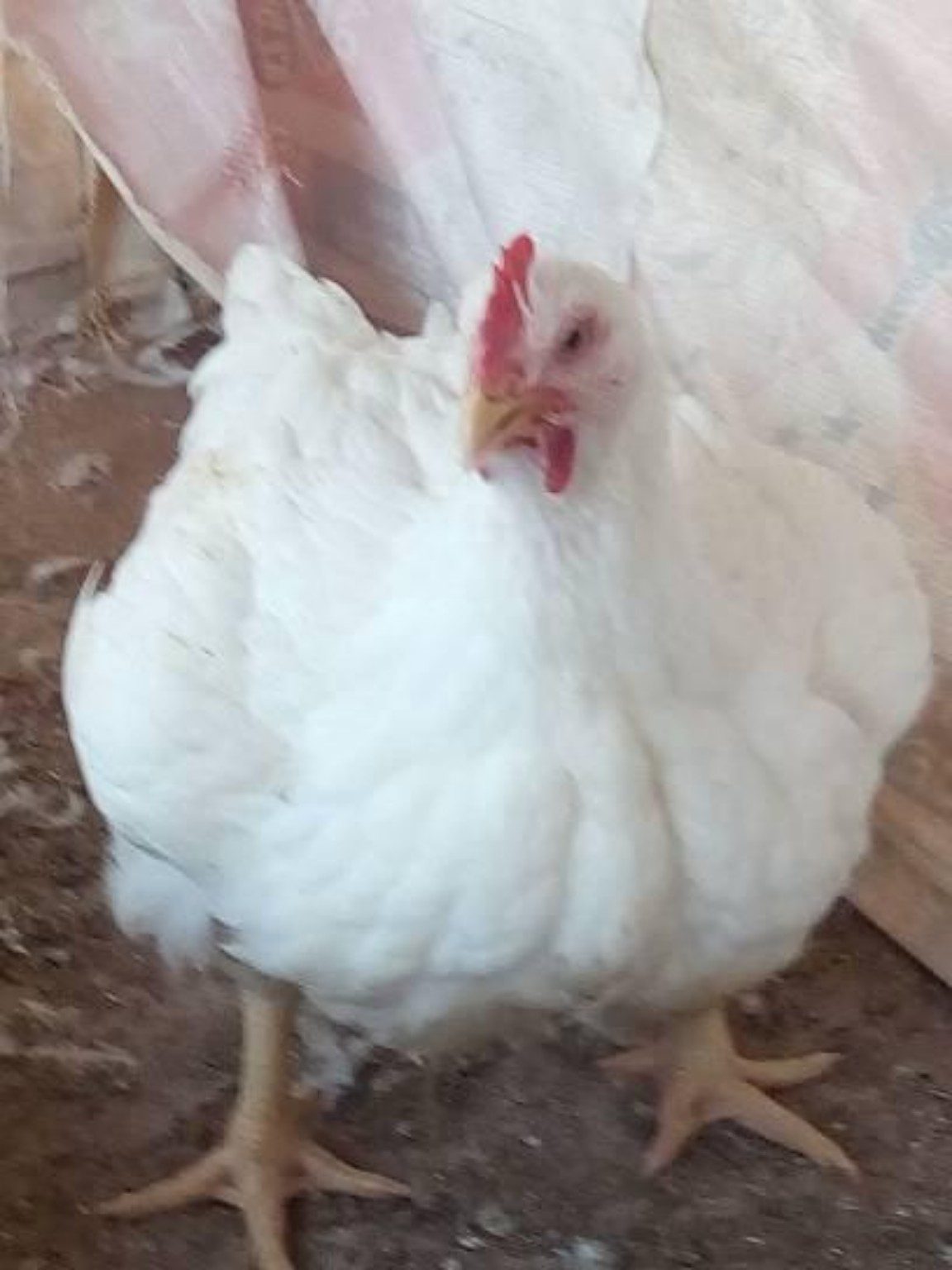 Chicken at Pristinetech Farms
