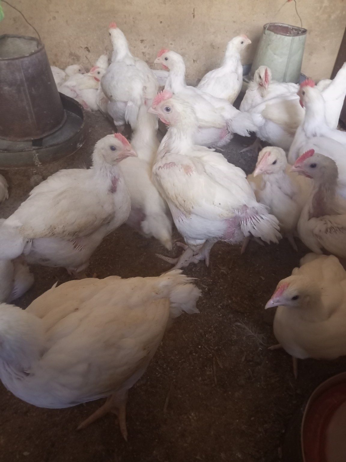 Chicken flock at Pristinetech Farms