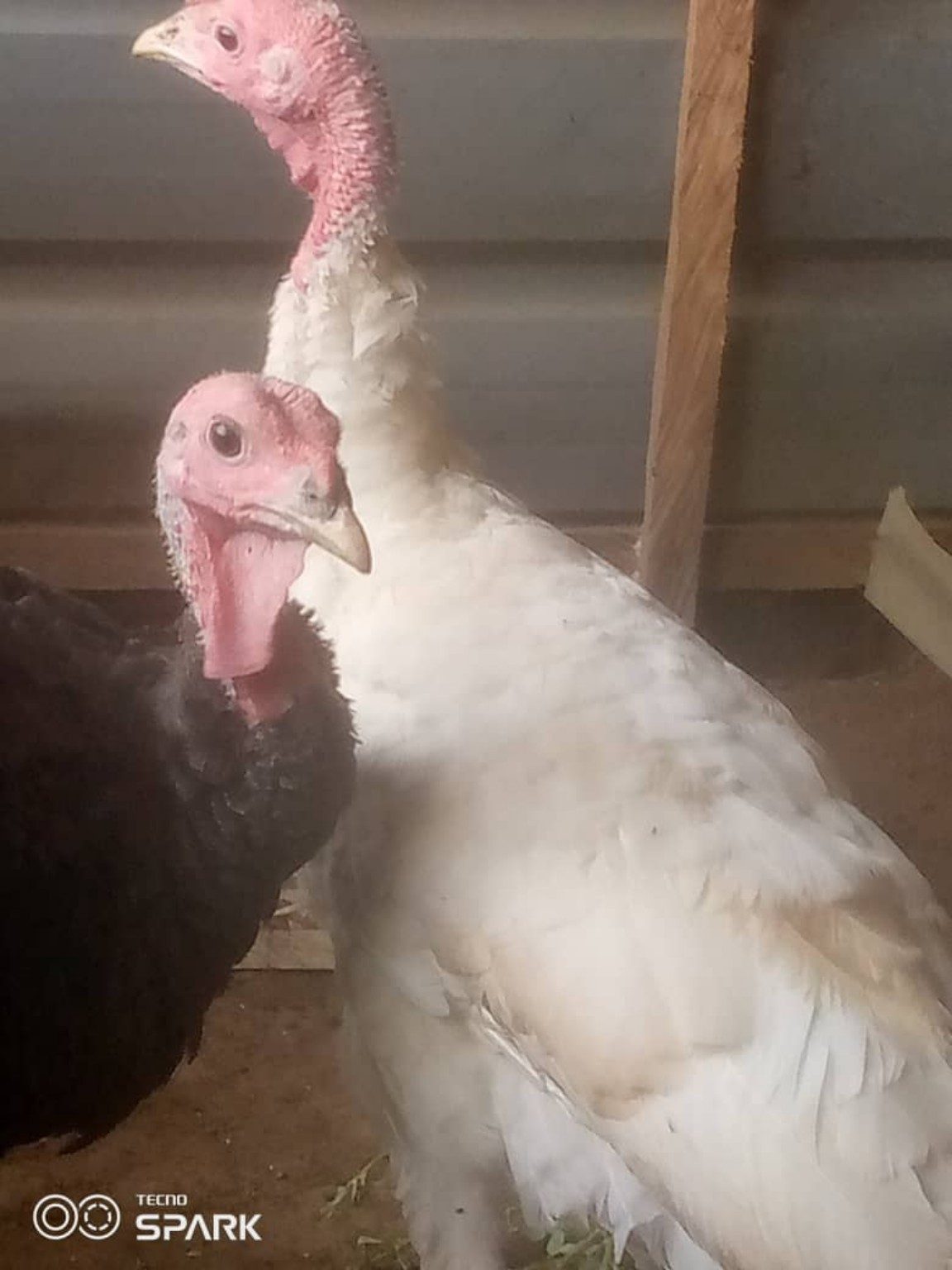 Turkey at Pristinetech Farms